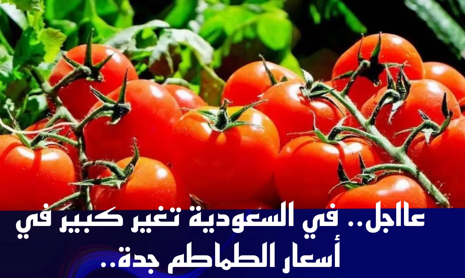 أسعار الطماطم جدة